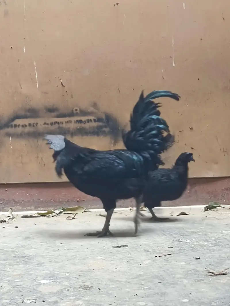 ayam Cemani — photo 4