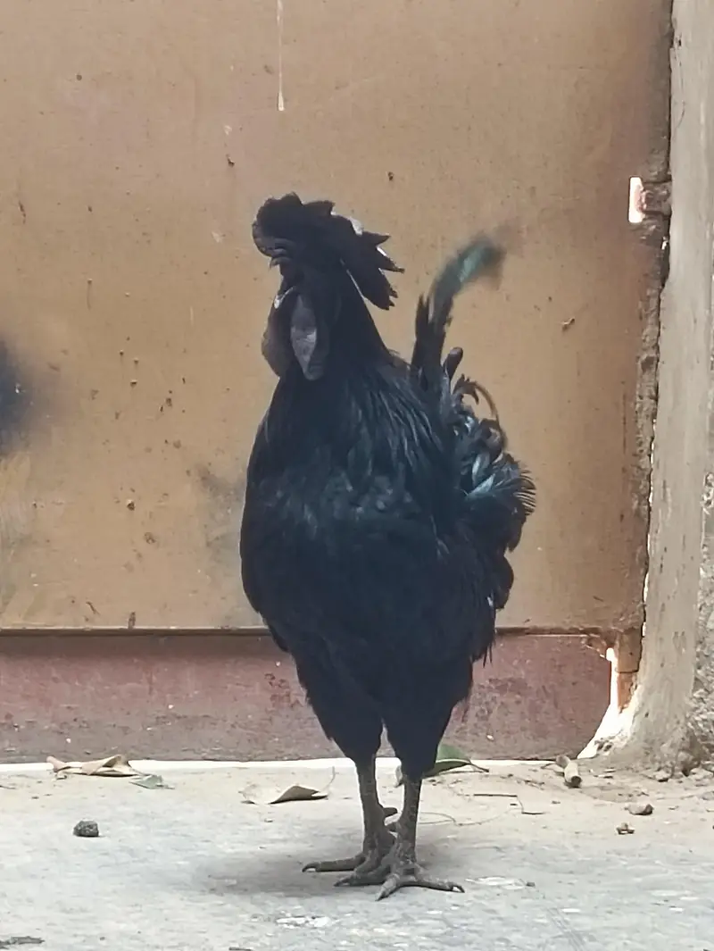 ayam Cemani — photo 5