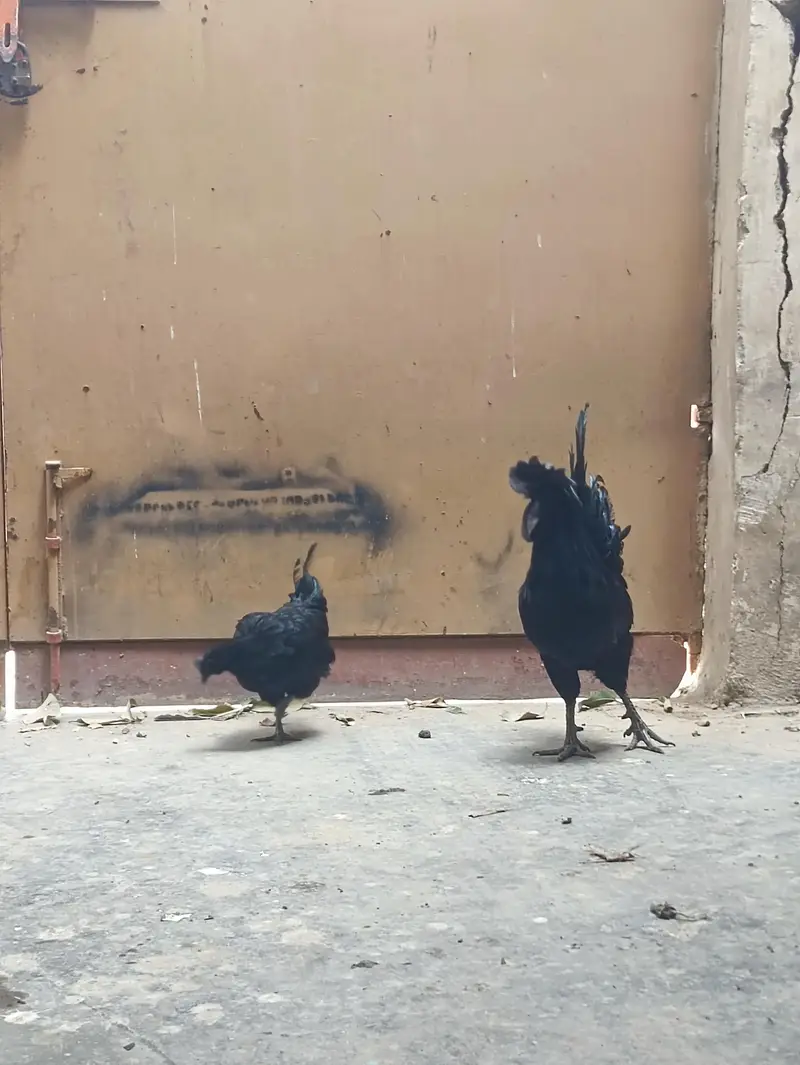 ayam Cemani — photo 6