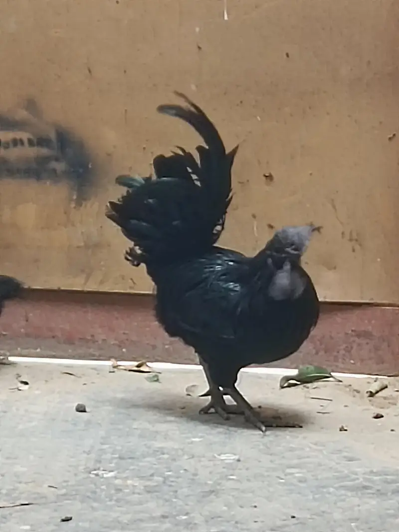 ayam Cemani — photo 7