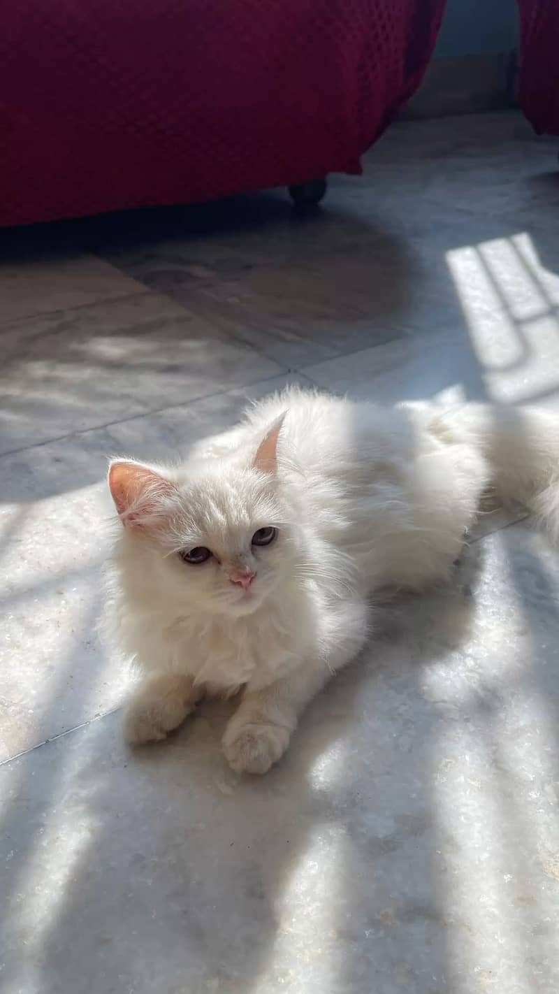 Cat Persian 0