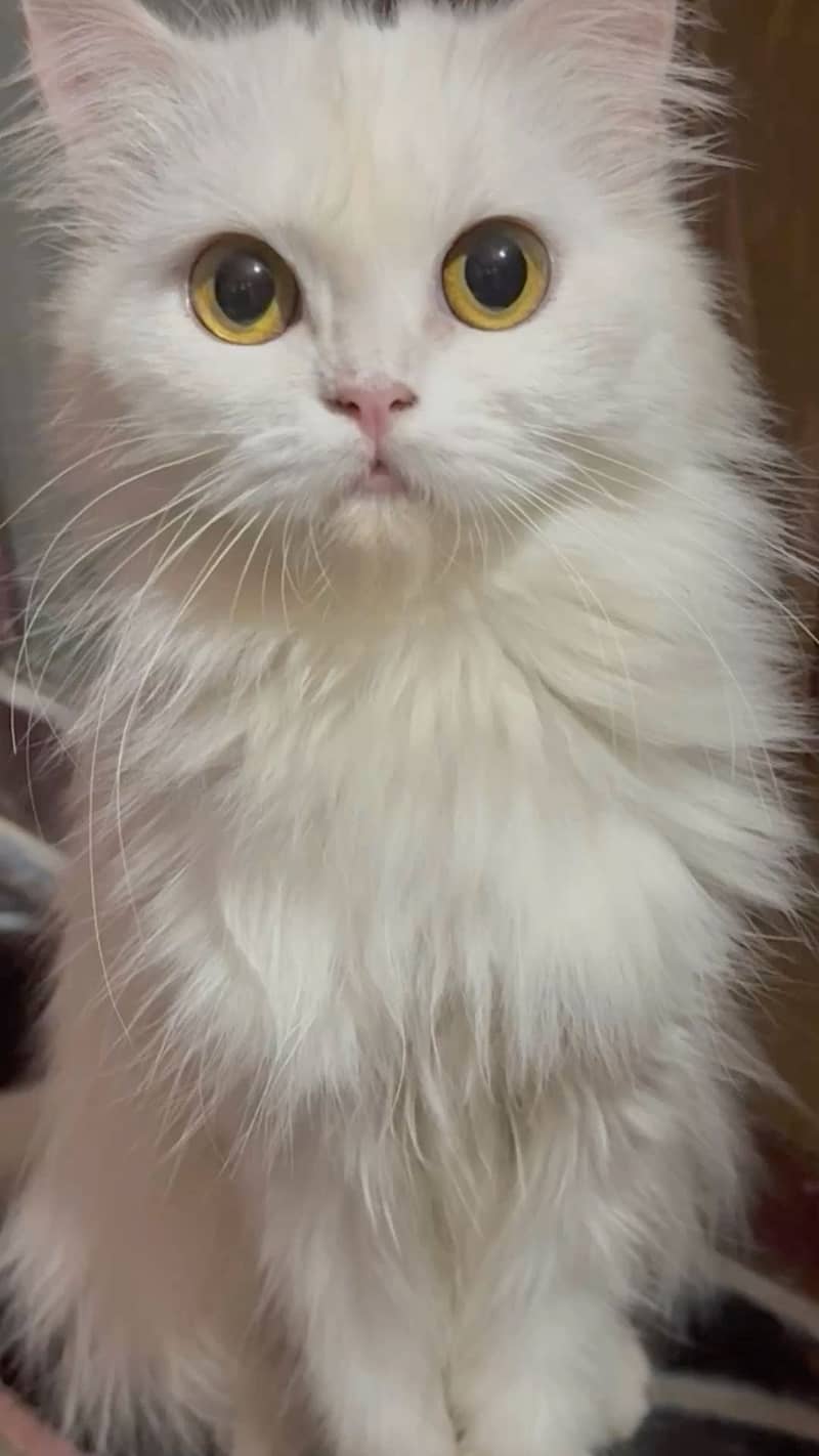 Cat Persian 1