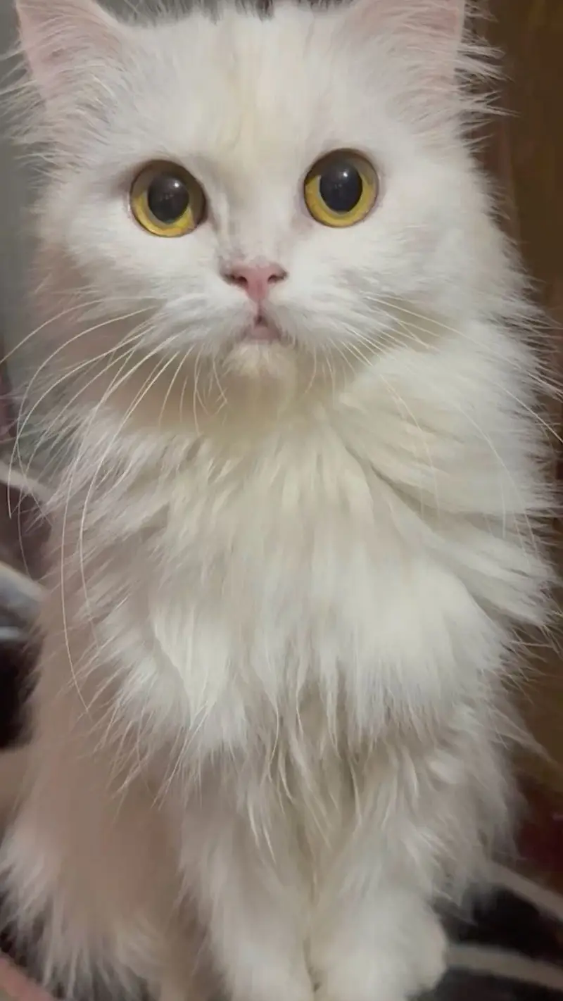 Cat Persian — photo 2