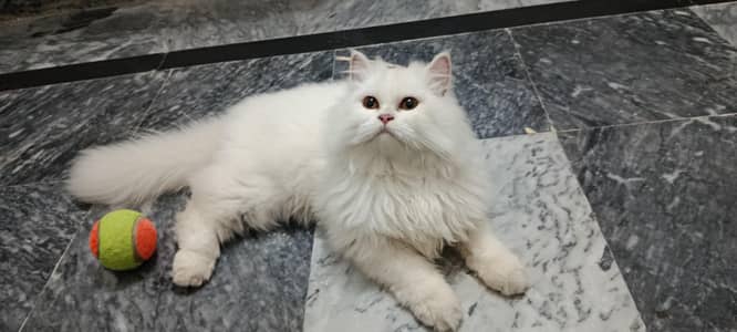 persian cat