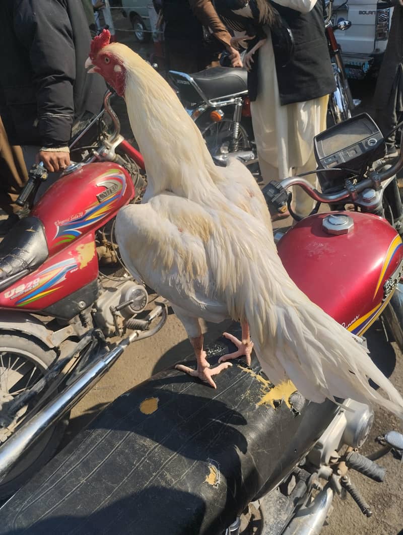 Heera Murga 0