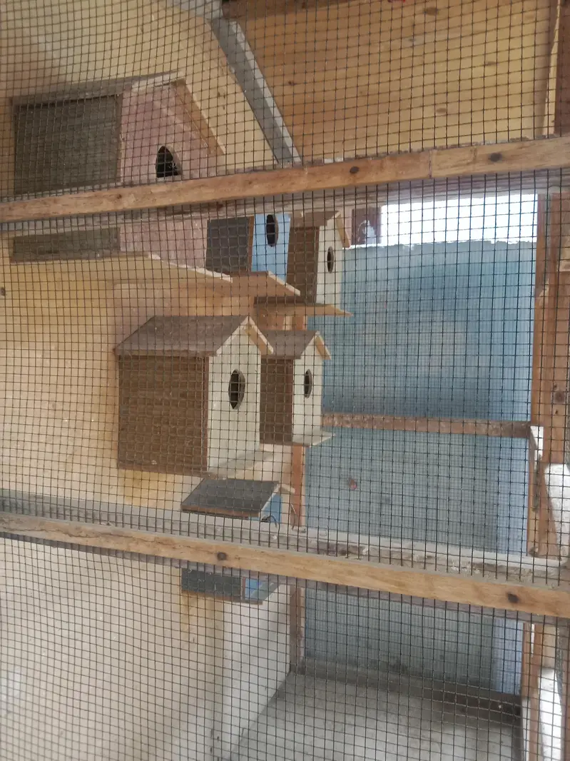Australin parrot cage — photo 4