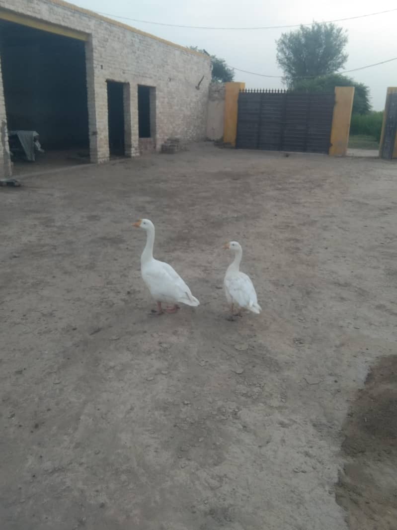 . . . 4000  دونوں کا 5