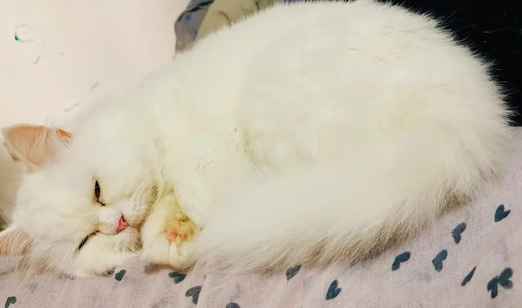 white persian cat female tripple coated — photo 2