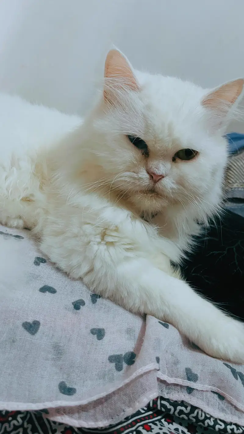 white persian cat female tripple coated — photo 3