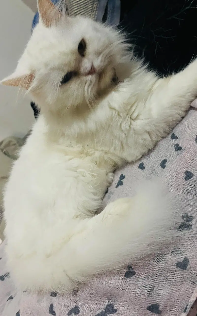 white persian cat female tripple coated — photo 4