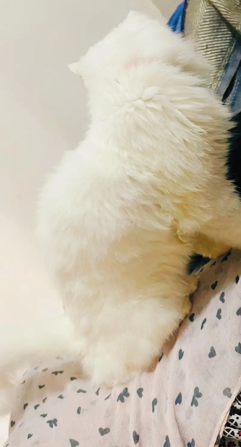 white persian cat female tripple coated — photo 5