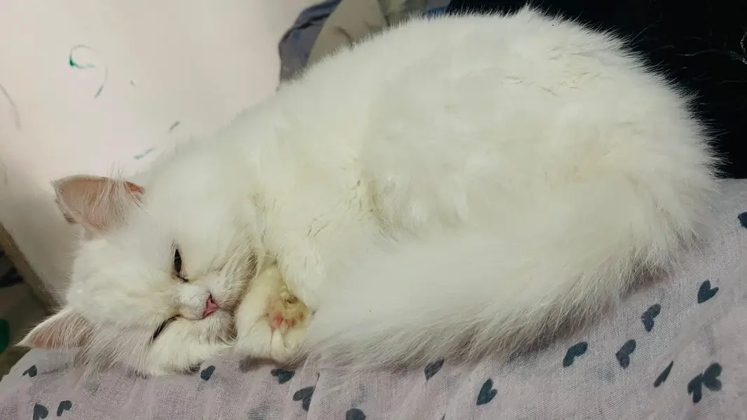 white persian cat female tripple coated — photo 6