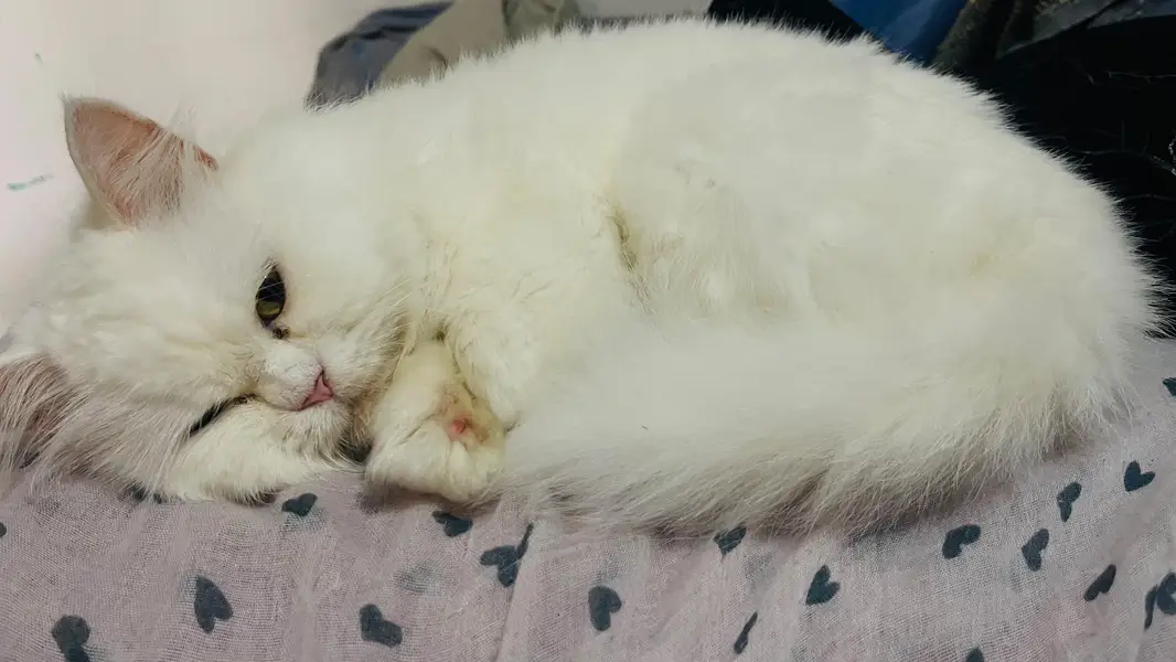 white persian cat female tripple coated — photo 7