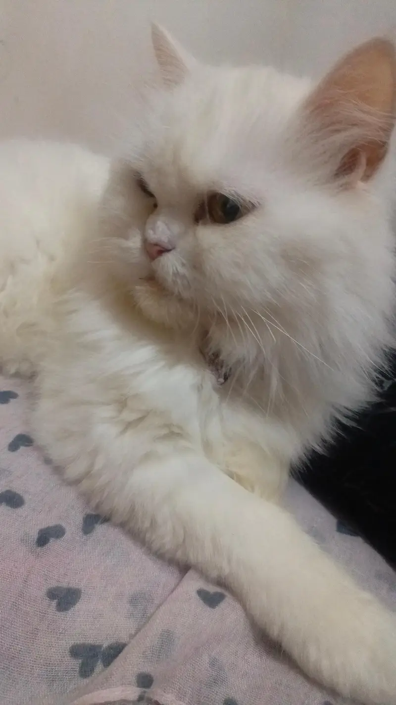 white persian cat female tripple coated — photo 8
