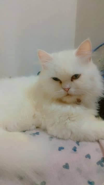 white persian cat female tripple coated