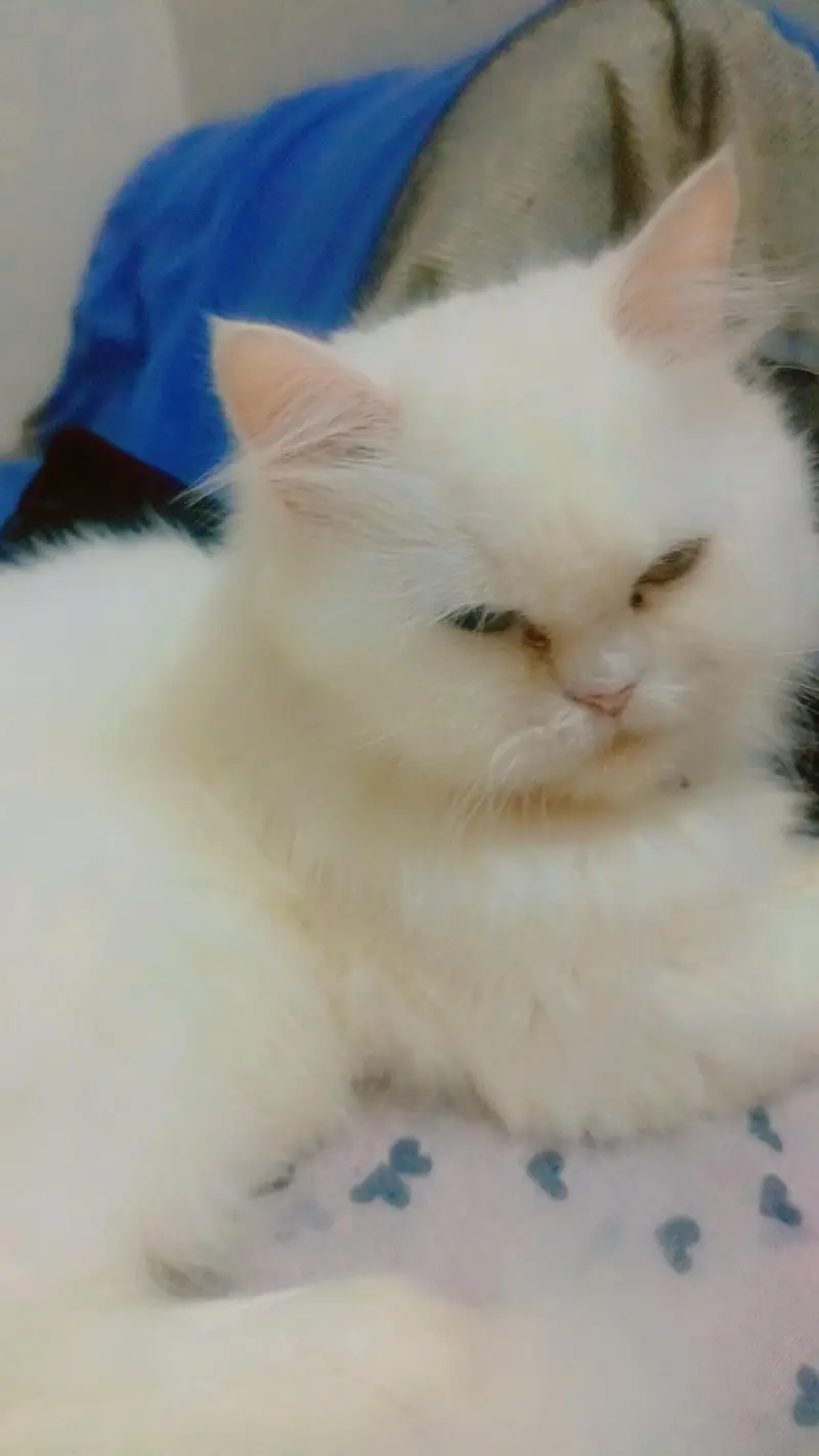 white persian cat female tripple coated — photo 9