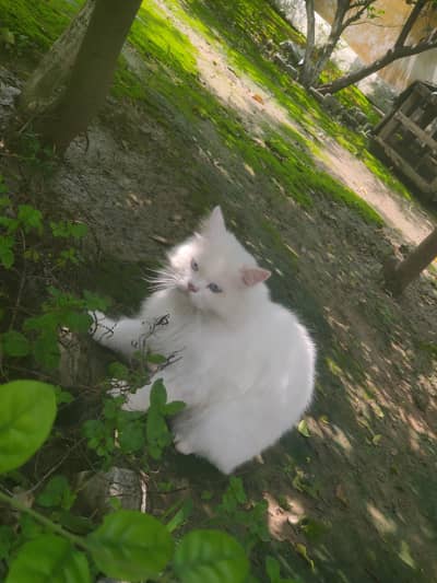 Male White Persian Cat