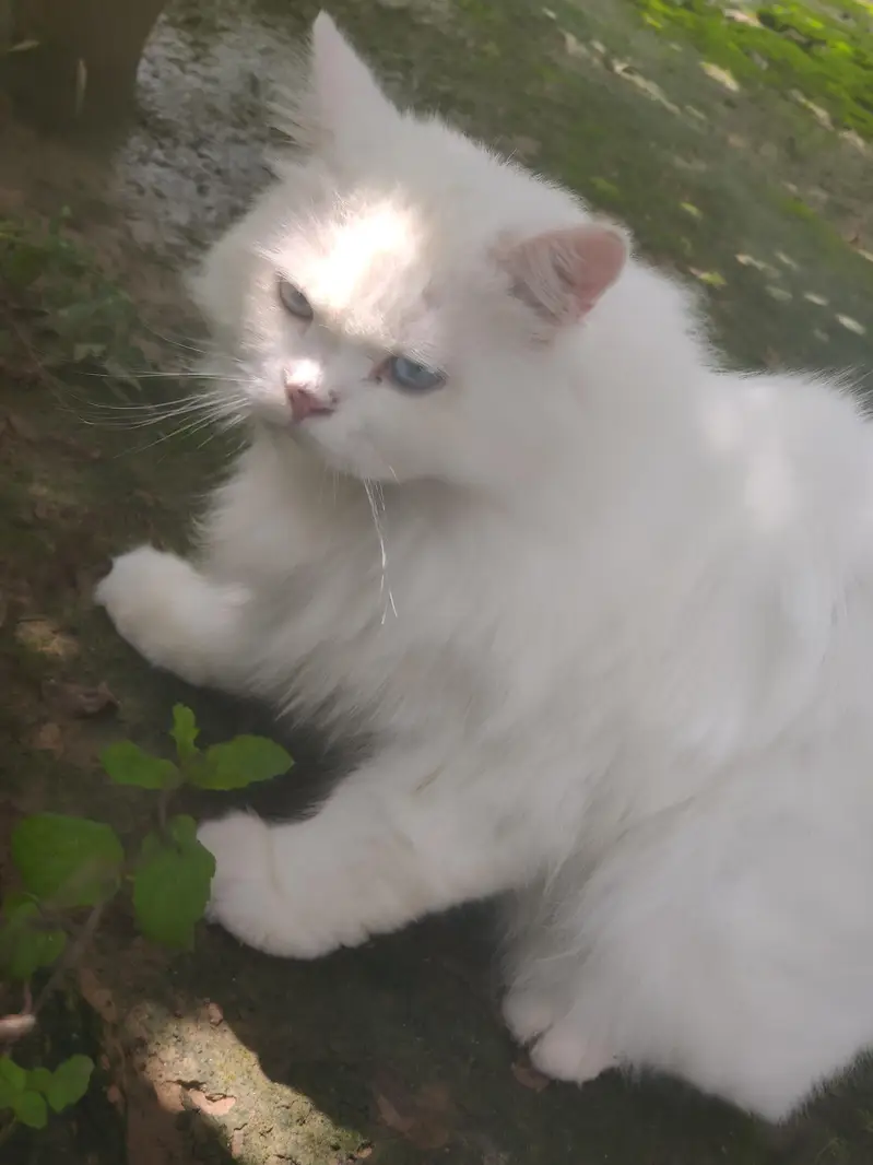 Male White Persian Cat — photo 2