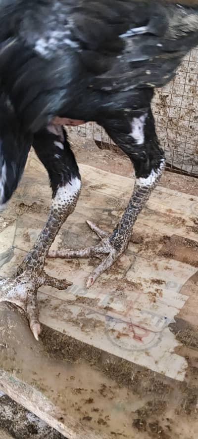 aseel hens male pure active