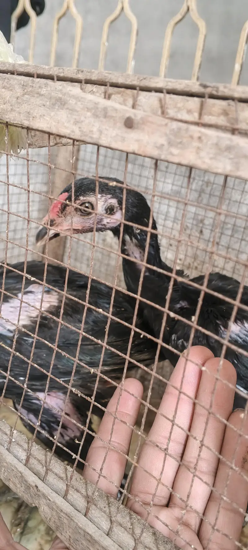 aseel hens male pure active — photo 2