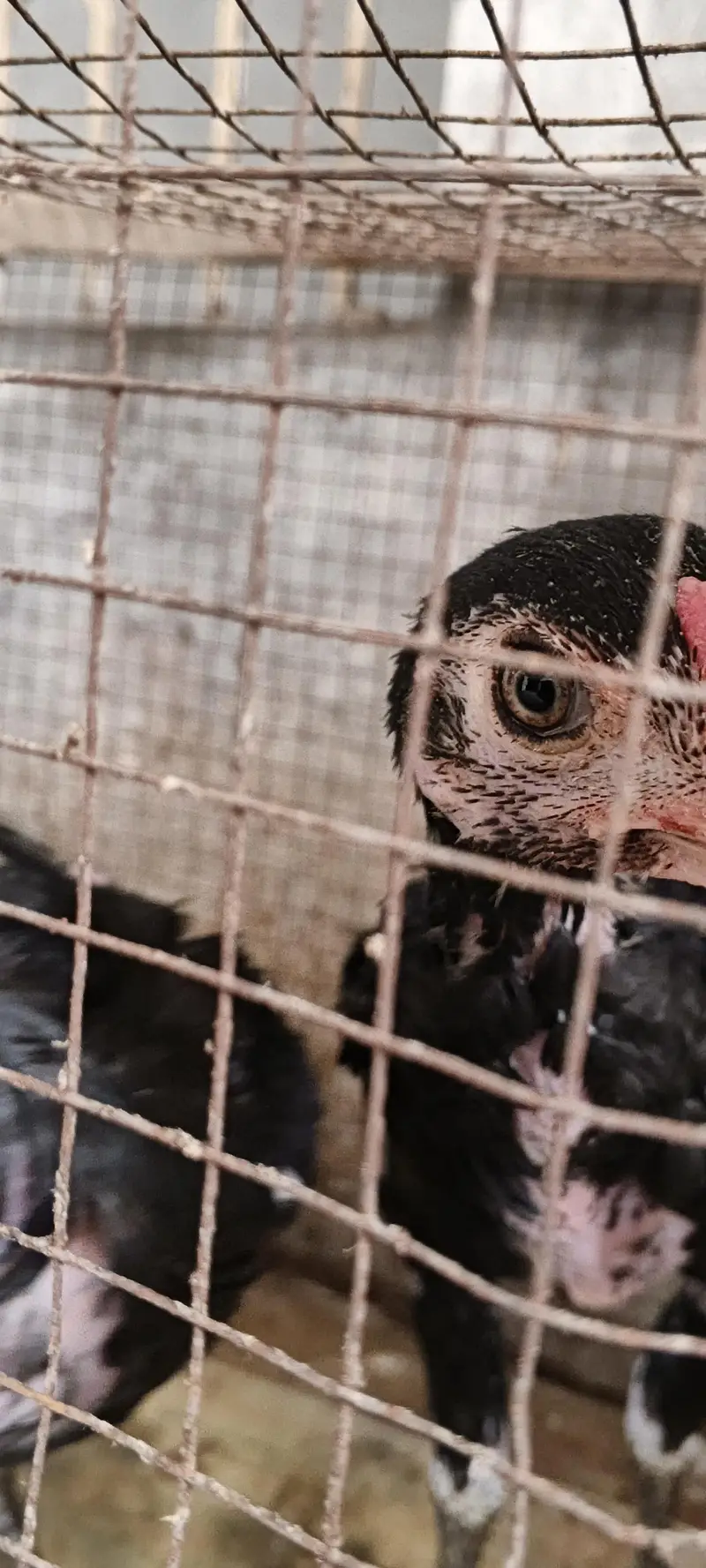 aseel hens male pure active — photo 3