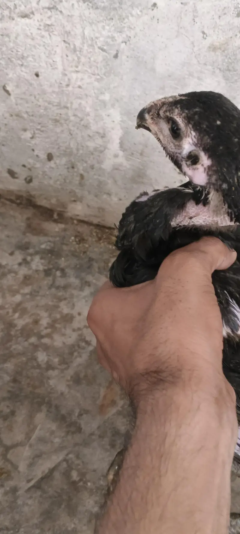 aseel hens male pure active — photo 4