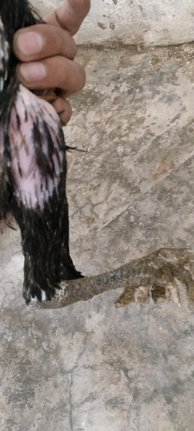 aseel hens male pure active — photo 6