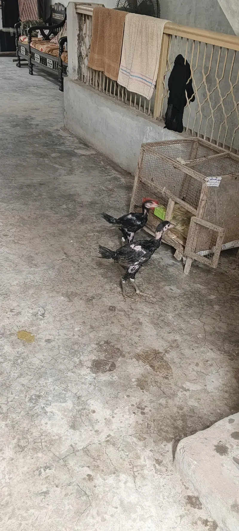 aseel hens male pure active — photo 8