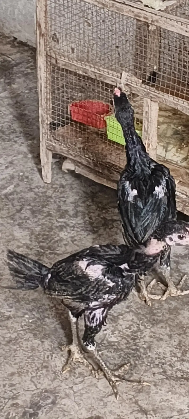 aseel hens male pure active — photo 9