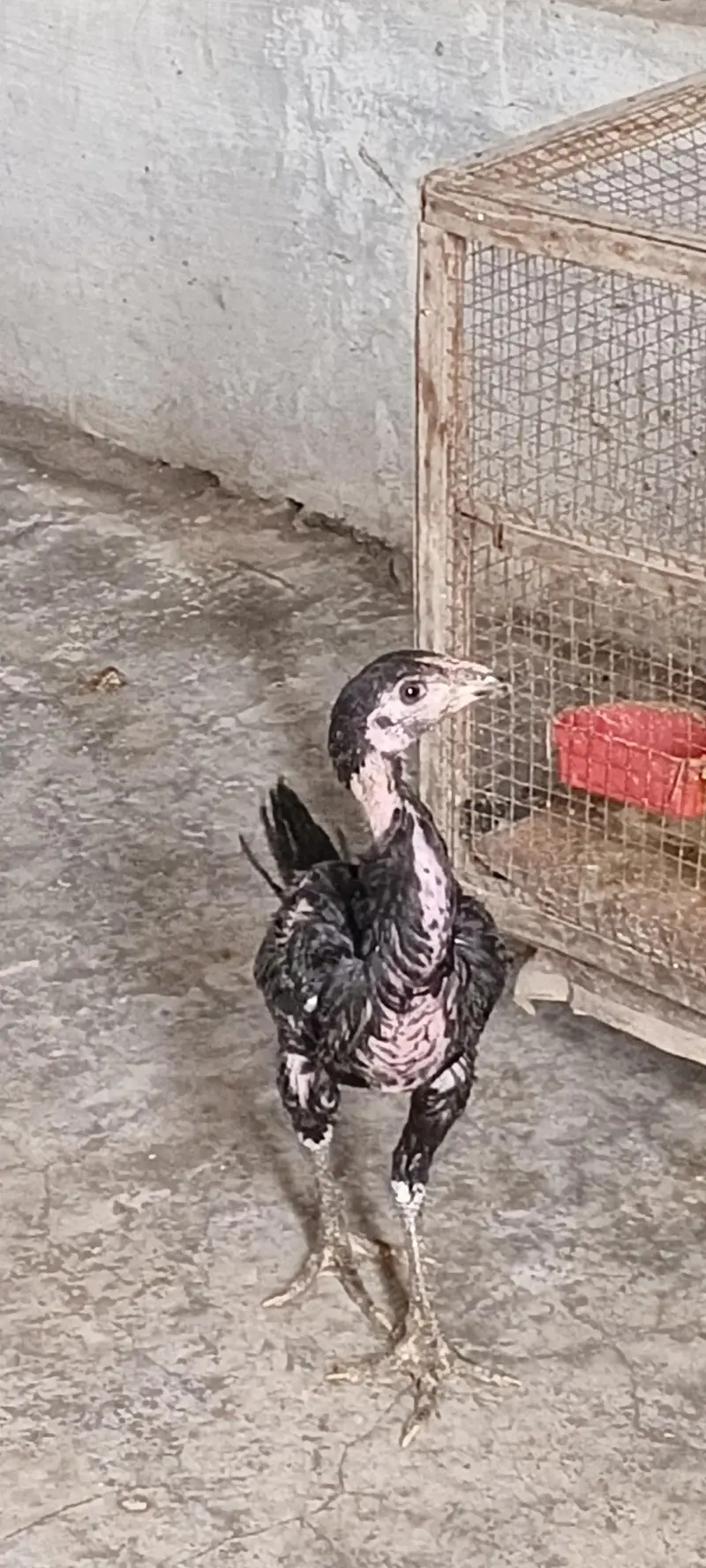 aseel hens male pure active — photo 10