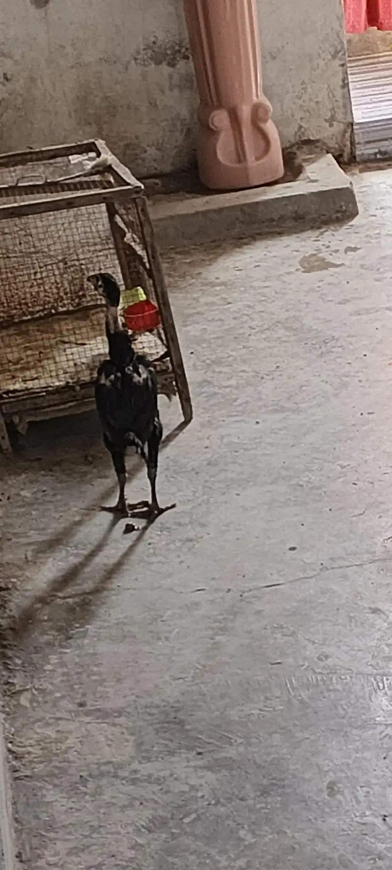 aseel hens male pure active — photo 11