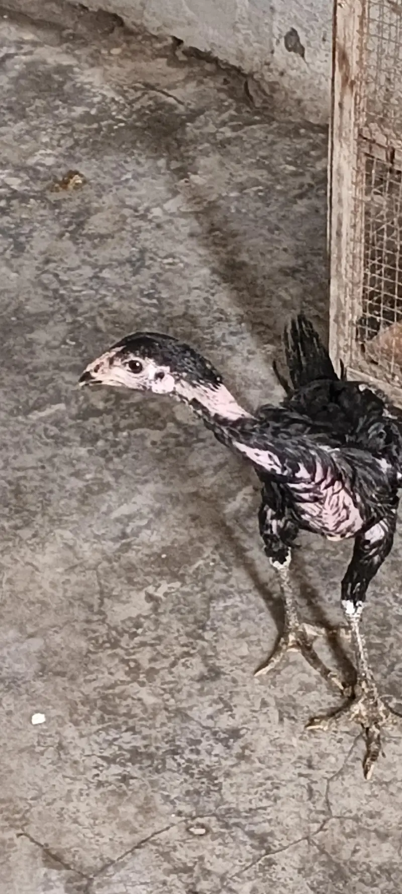 aseel hens male pure active — photo 12