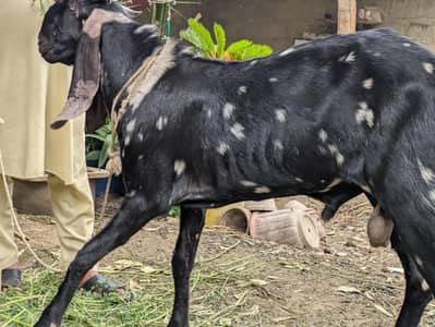 Bakra 2 Dant