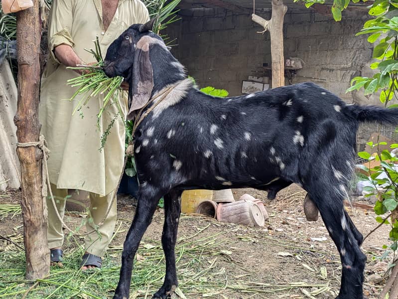 Bakra 2 Dant 1