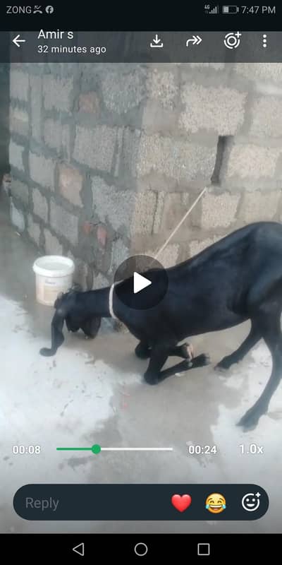 65000 healthy active bakri for sale 03115480597