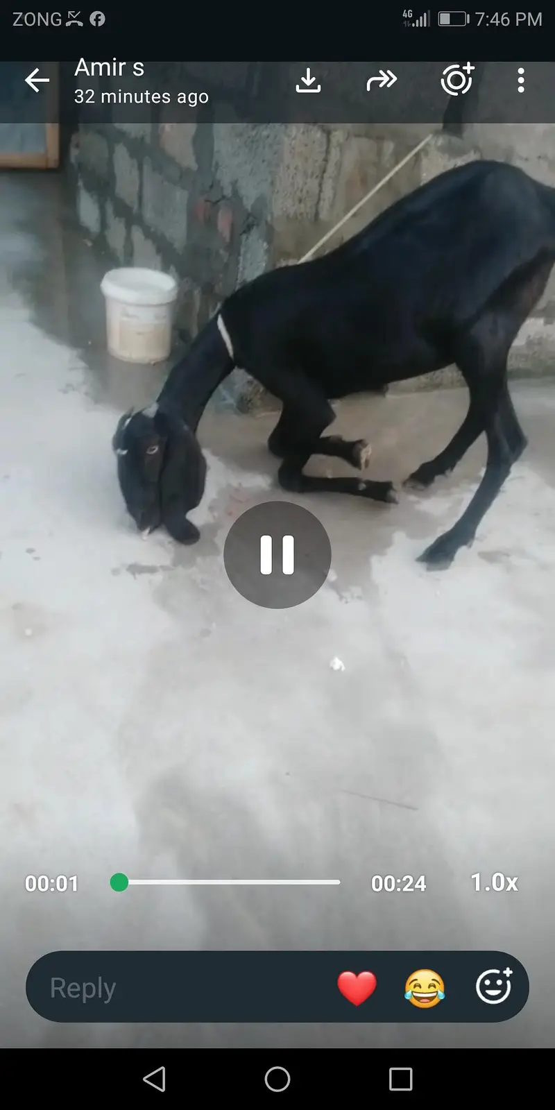 65000 healthy active bakri for sale 03115480597 — photo 2
