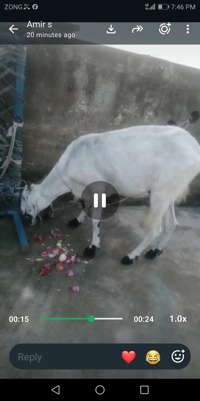 65000 healthy active bakri for sale 03115480597 — photo 3