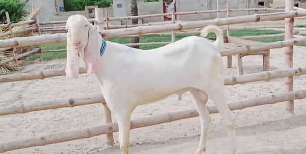 gulabi bakra for sale call me+03253270474