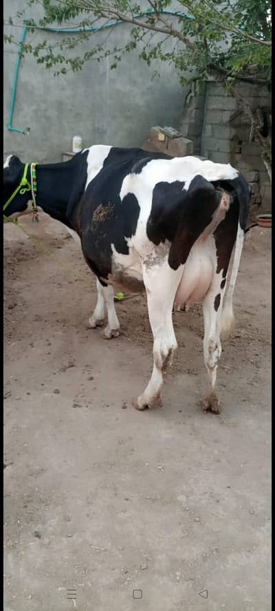 cholistani cross cow