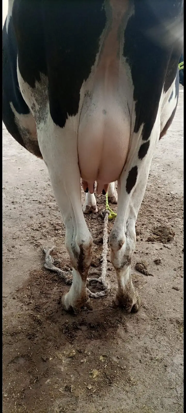 cholistani cross cow — photo 2