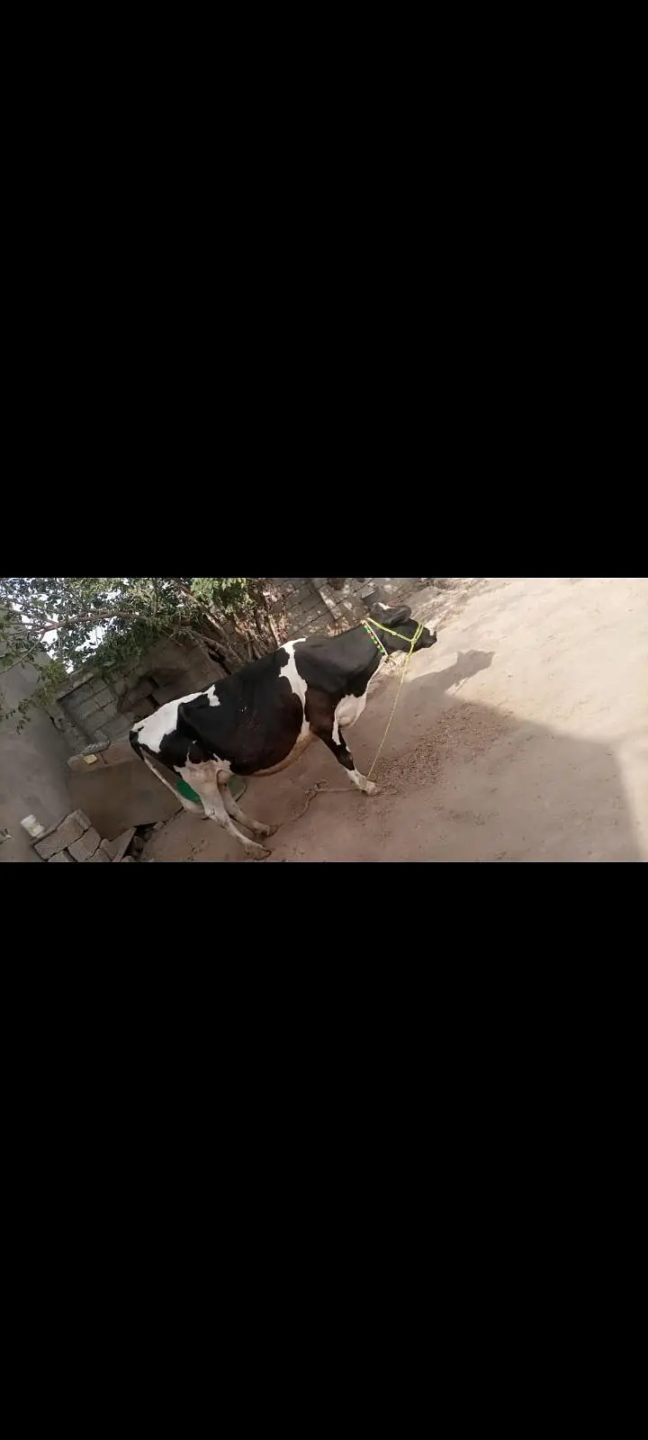 cholistani cross cow — photo 3