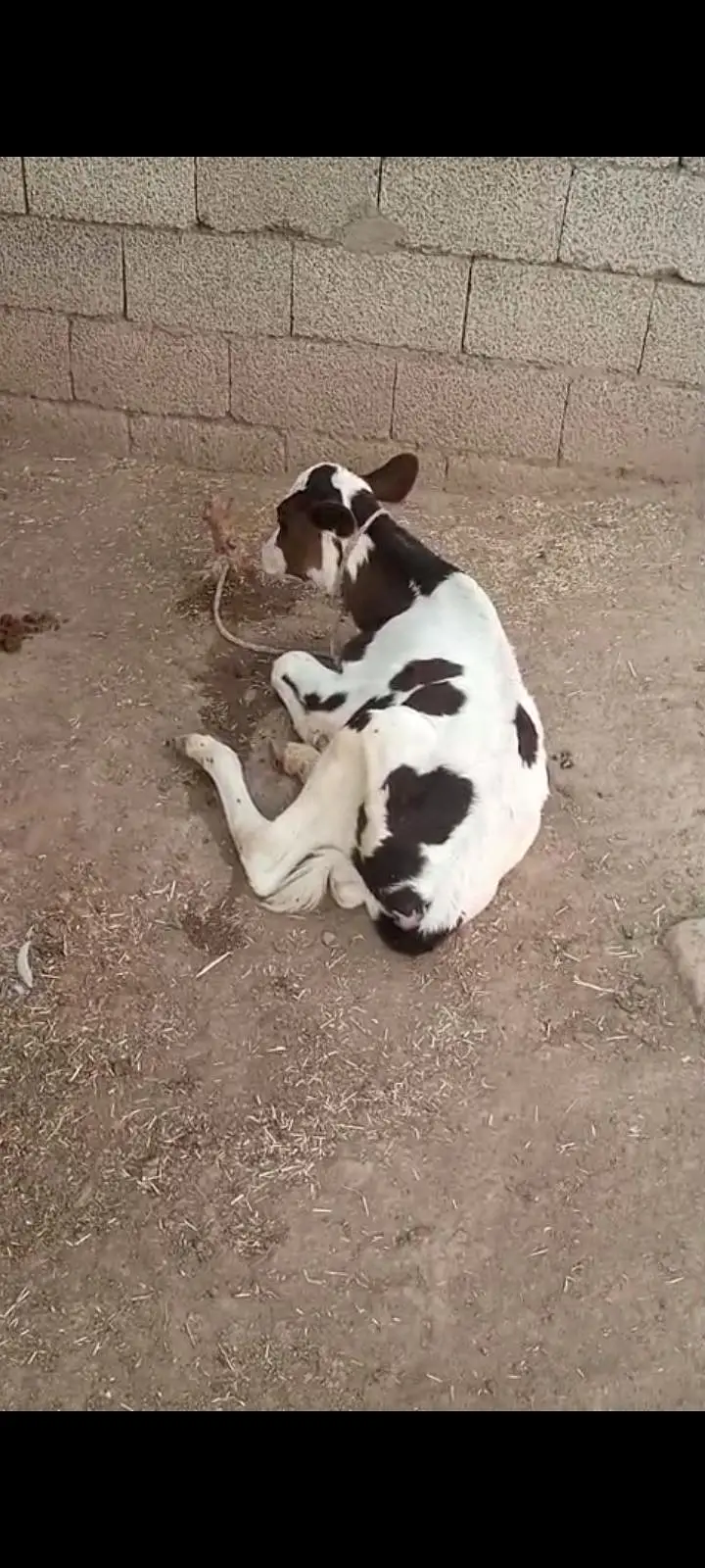 cholistani cross cow — photo 4