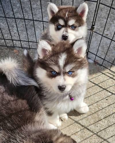 Siberian husky puppies dog for sale