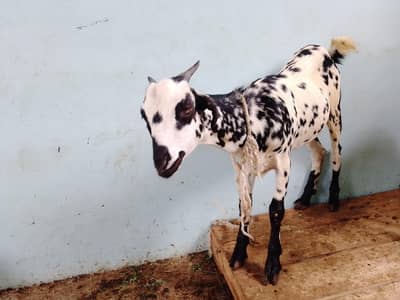 breeder Bakra  do daat honay Wala hay bakri khari phatt