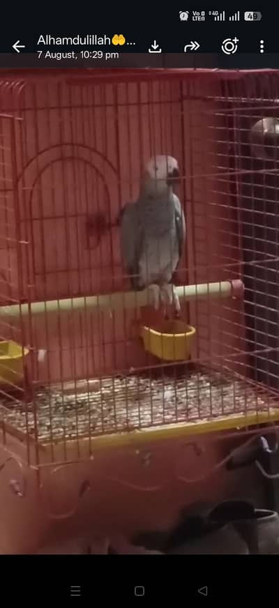 Arican grey vvip talking male available and white adult pair with dna