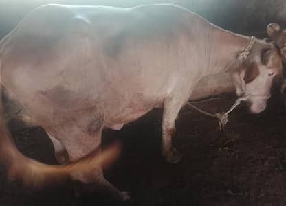 red jhoti for sale