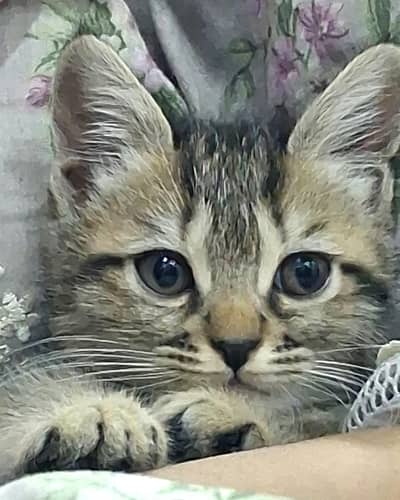 2 month Persian kitten