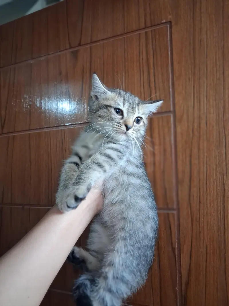 2 month Persian kitten — photo 2