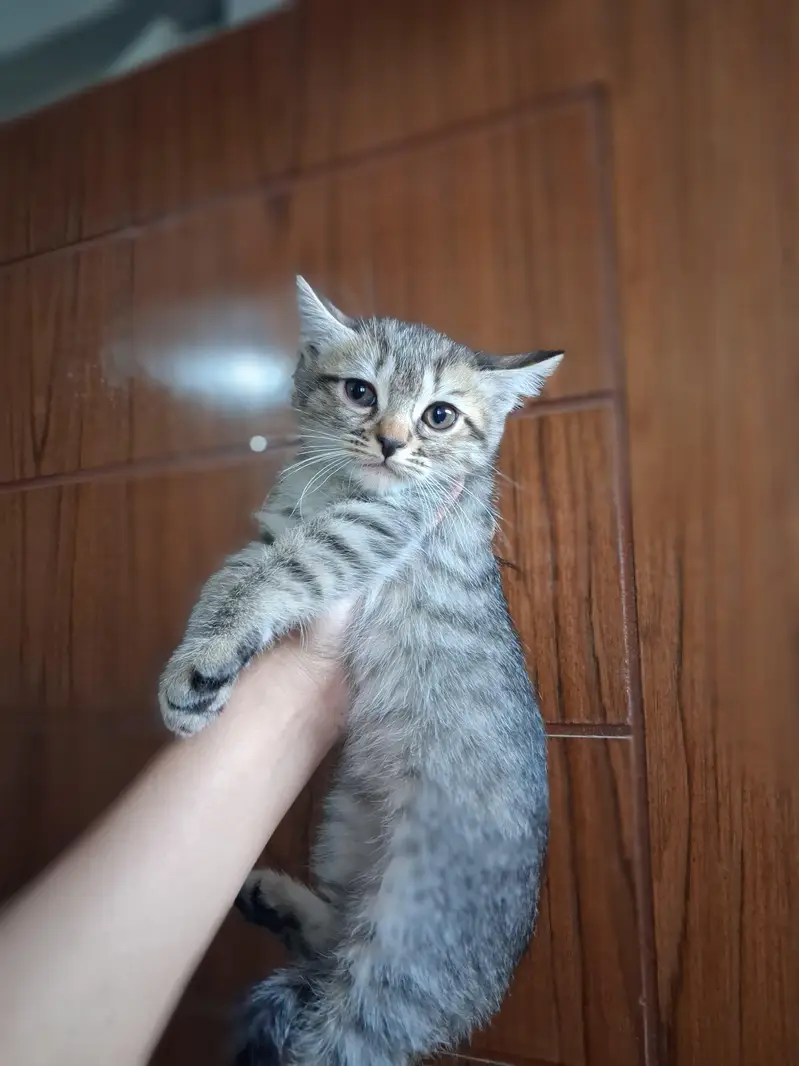 2 month Persian kitten — photo 3