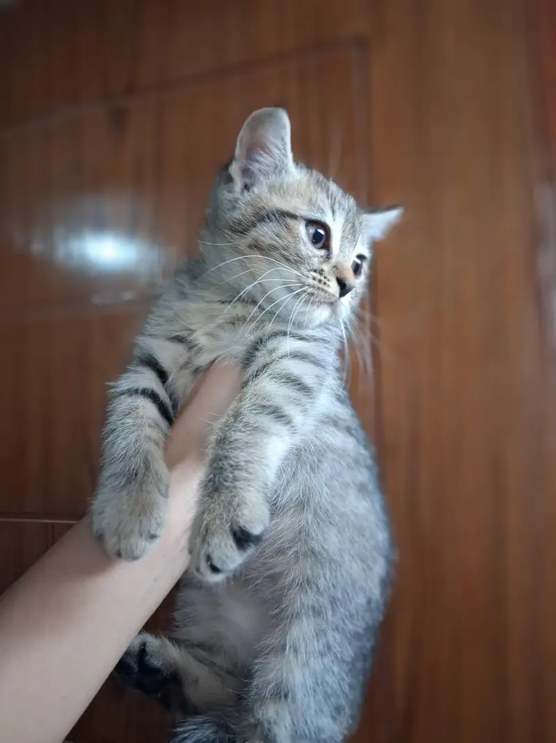 2 month Persian kitten — photo 4